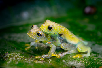 A pair of lovely glass frogs, Cochranella granulosa, a beautiful translucent frog from the jungles of centralamerica.