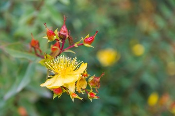 red and yellow flowers