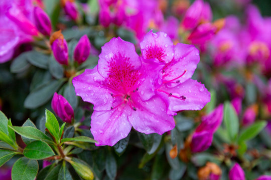 Closeup macro photo of a star-shaped pink rhododendron flower with raindrops on petals set against a pink and green background.