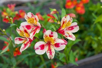 red and yellow flowers