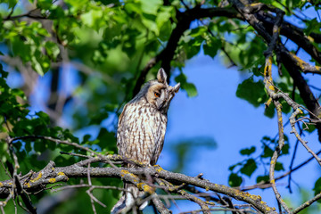 The long-eared owl is sitting on a branch