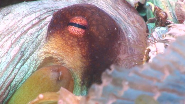 octopus underwater s octopus scenery with long arms underwater 