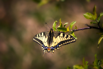 Beautiful black and yellow butterfly in the nature