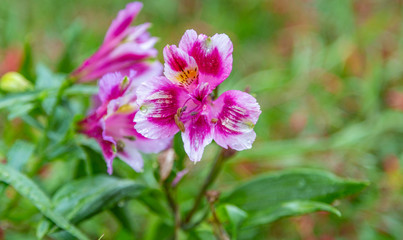 Obraz premium A closeup photo of a single magenta, pink and white rhododendron flower against a blurry green background. From the ground perspective. 