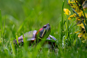 Red-eared turtle in the grass