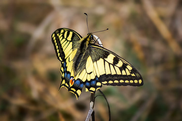 Beautiful black and yellow butterfly in the nature