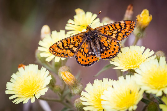 A macro photography of the spotted fritillary or red-band fritillary, Melitaea didima, is a common and small butterfly fron southern Europe. It can be found in bushes, crops and garden. 