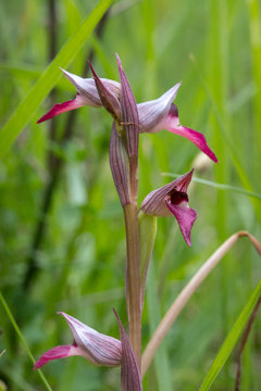 Tongue-orchid, Serapias lingua, a wild orchid that can be found in forests and fields of mediterranean countries of Europe, Africa and Asia
