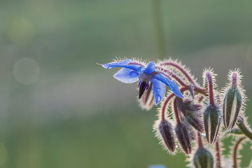 Close up photo of wild borage, Borago officinalis, flowers in a spring field. This plant is very popular because it's healthy properties and is used in cooking, salads and herbolaries.