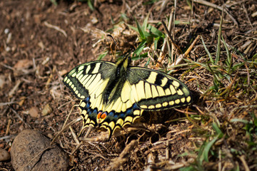 Beautiful black and yellow butterfly in the nature
