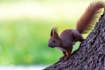 Young squirrel on a tree in the forest