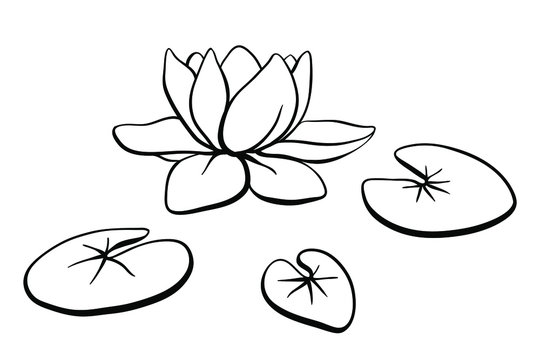 Waterlily, lotus flower and leaves on the water surface. Hand drawn black line sketch of tropical flowers and leaves isolated on white background. Vector illustration