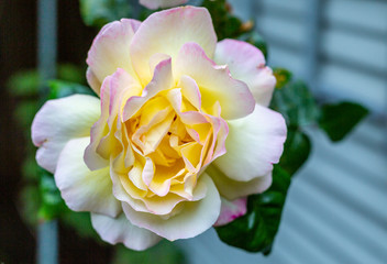 A singe Rosa 'Madame A. Meilland, rose. A large flower of a light yellow to cream color, slightly flushed at the petal edges with crimson-pink.