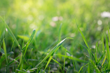 Bright spring grass field with sunlight bokeh  with dew drops background