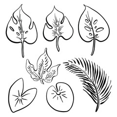 Tropical leaves collection. Hand drawn black line sketch of tropical flowers and leaves isolated on white background. Vector illustration