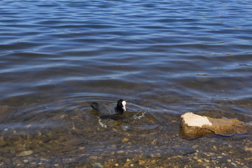 A view of Lake Constance (Bodensee) from the shores of Hard, Vorarlberg, Austria