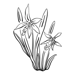Daffodil flowers and leaves. Hand drawn black line sketch of tropical flowers and leaves isolated on white background. Vector illustration