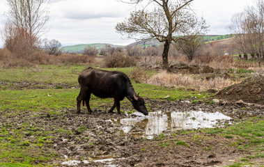 Cow, ox drinking water from pond in agriculture field