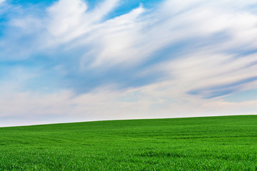 field of grass and perfect blue sky