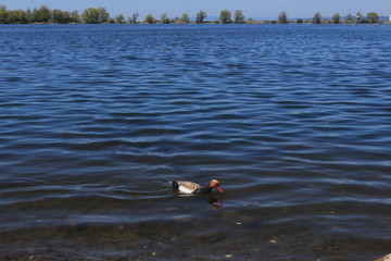 A view of Lake Constance (Bodensee) from the shores of Hard, Vorarlberg, Austria