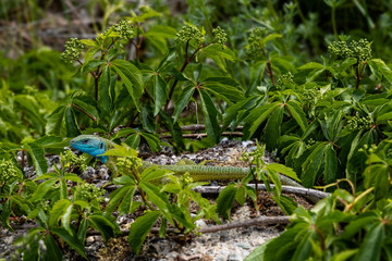 Eine wunderschöne Smaragdeidechse auf einem Stein zwischen einer Jungfernrebe.