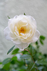 Closeup photo of a white rose or Rose Iceberg. A few green leaves can be seen against a  shallow depth of field white stucco background with streaks of sunlight on stucco.