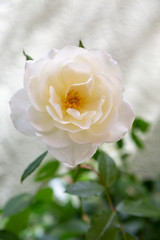 Closeup photo of a white rose or Rose Iceberg. A few green leaves can be seen against a  shallow depth of field white stucco background with streaks of sunlight on stucco.