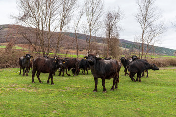 Flock of black angus cattles on a cow paddock 