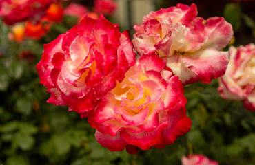 Fototapeta premium Cluster of red and white bi-colored roses set against a blurry background.