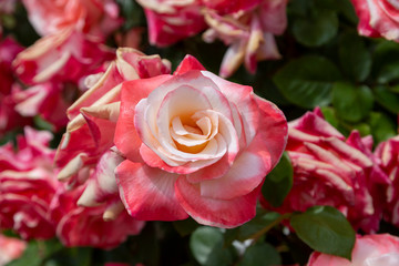 A closeup macro photo of a  single red and white bi-colored rose set against a background of other roses.