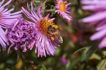 Autumn. The bee (lat. Anthophila) collects the last nectar and pollen from chrysanthemum flowers.