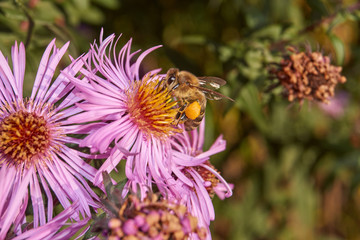 Autumn. The bee (lat. Anthophila) collects the last nectar and pollen from chrysanthemum flowers.
