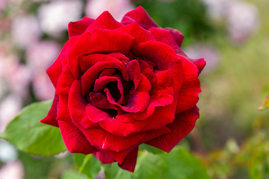 A closeup photo of a single red rose with a blurred-out green background.