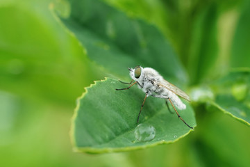 Nahansicht einer weißen Stilettfliege