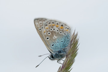 Nahansicht eines Schmetterlings - Bläuling