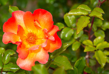 A closeup photo of a single tropicana rose against a shallow depth of field leafy background. Rose  has an orange center surrounded by yellow with reddish-orange petals.