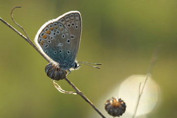 Nahansicht eines Schmetterlings - Bläuling