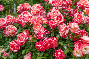 Clusters of red and white bi-colored roses as seen from above.