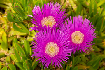 Three magenta ice plant flowers in bloom as seen from above. 