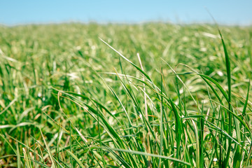 green grass background