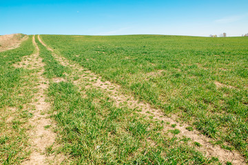Fototapeta na wymiar Green field, path on the left,blue sky