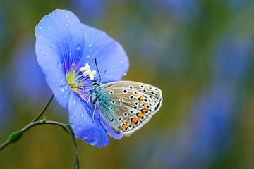 Nahansicht eines Schmetterlings - Bläuling