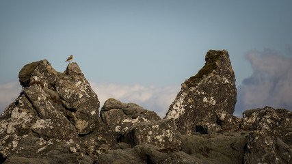 The views deep inside a moss covered lava field in Iceland.
