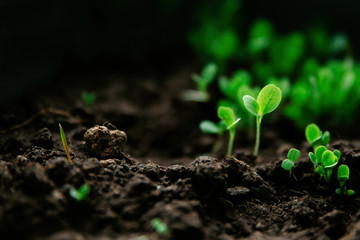 Young green seedlings on a background of black earth.Micro-village