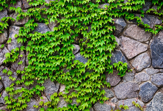 wild grape leaves on a stone wall