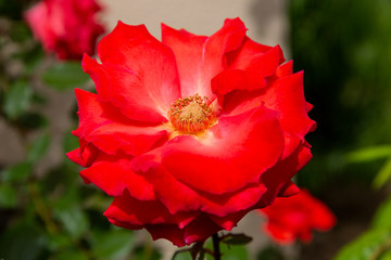 Fototapeta premium Closeup photo of the center of a blooming red rose. The yellow and orange anthers are clearly visible. Blurred out background.