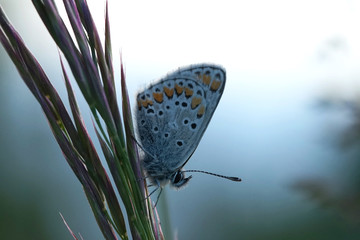 Nahansicht eines Schmetterlings - Bläuling
