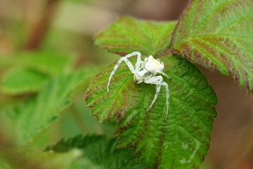 Nahansicht einer Gehöckerten Krabbenspinne