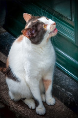 Kitty cat sitting by a green door, mostly white coloring, meowing to get inside.