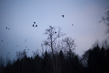 A flock of raven sits in the trees